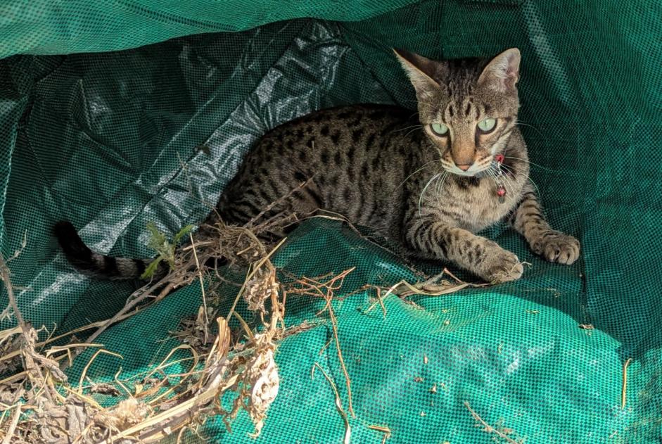 Verdwijningsalarm Kat  Mannetje , 2 jaar Niouc Zwitserland