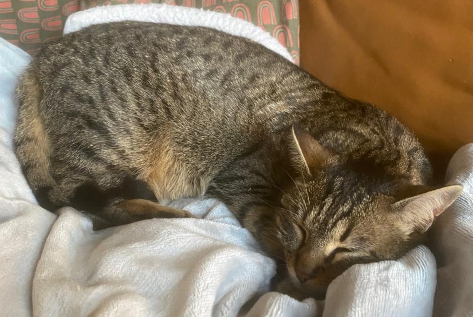 Verdwijningsalarm Kat Vrouwtje , 2 jaar Begnins Zwitserland