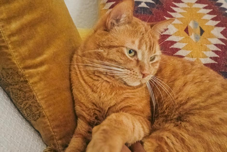 Verdwijningsalarm Kat rassenvermenging  Mannetje , 3 jaar Fribourg Zwitserland
