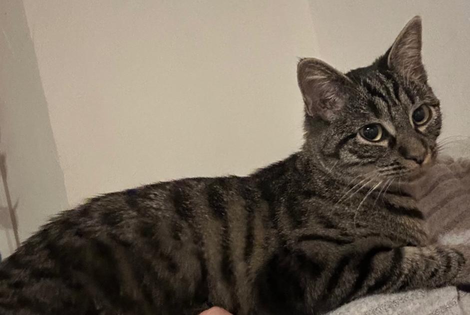 Verdwijningsalarm Kat Vrouwtje , 1 jaar Surpierre Zwitserland