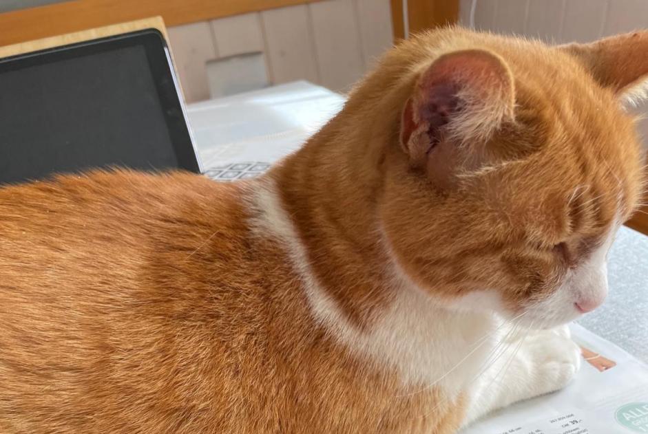 Verdwijningsalarm Kat Mannetje , 18 jaar Vevey Zwitserland