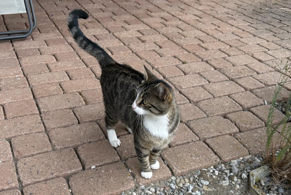 Ontdekkingsalarm Kat Vrouwtje Le Pâquier (FR) Zwitserland