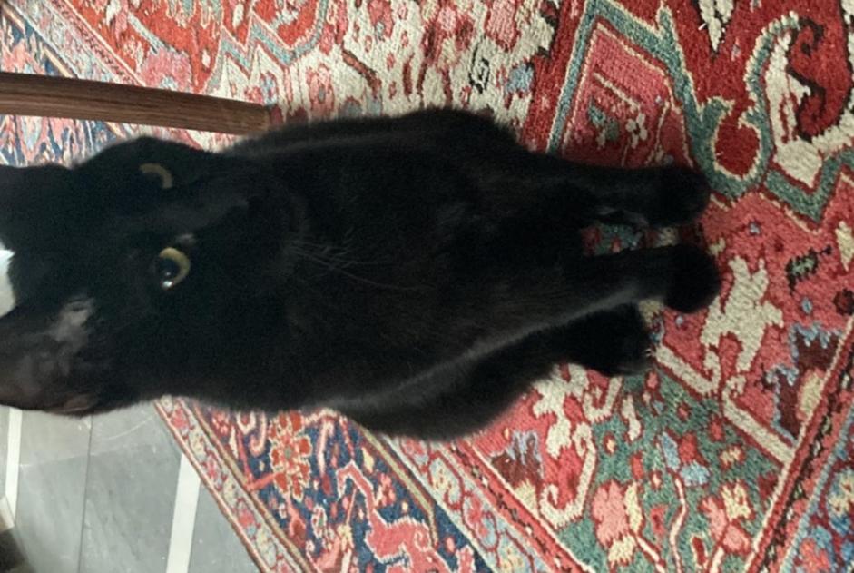 Alerta desaparecimento Gato cruzamento  Macho , 1 anos La Grande Béroche Switzerland
