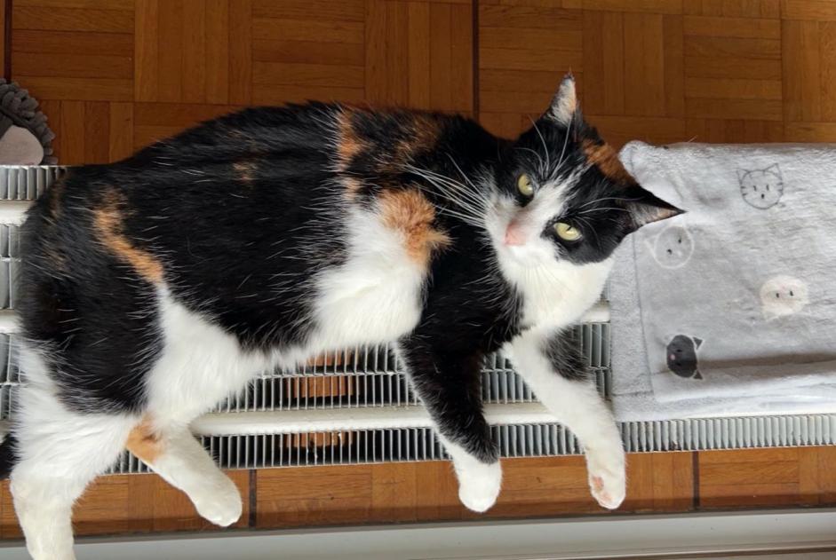 Alerta desaparecimento Gato Fêmea , 12 anos Morges Switzerland