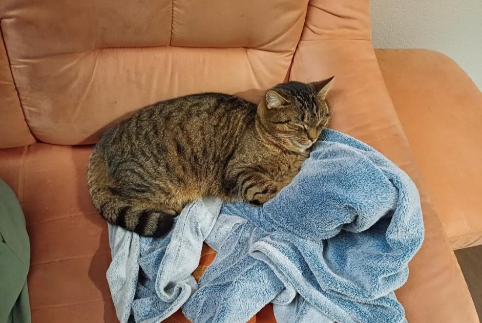 Alerta desaparecimento Gato cruzamento  Macho , 4 anos Valbirse Switzerland