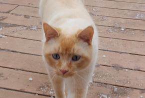 Alerta desaparecimento Gato cruzamento  Macho , 3 anos Puidoux Switzerland