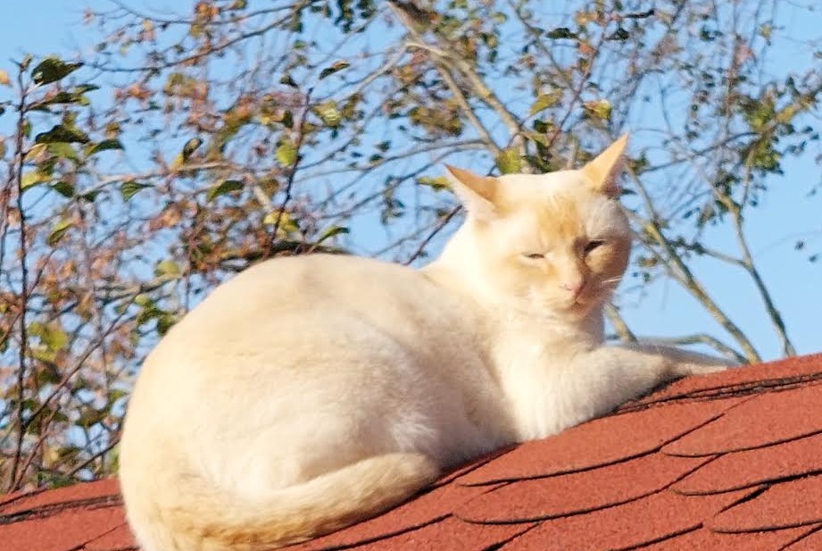 Alerta desaparecimento Gato cruzamento  Macho , 3 anos Puidoux Switzerland