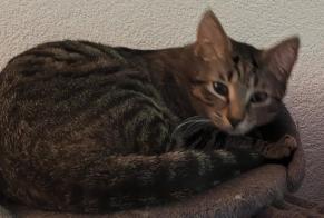Alerta desaparecimento Gato cruzamento  Macho , 1 anos Val-d'Illiez Switzerland