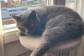 Alerta desaparecimento Gato  Fêmea , 13 anos Neuchâtel Switzerland