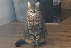 Alerta desaparecimento Gato Fêmea , 4 anos Crissier Switzerland