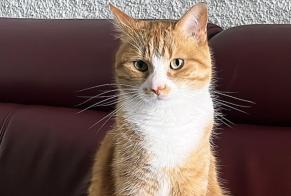 Alerta desaparecimento Gato Macho , 5 anos Val-de-Ruz Switzerland