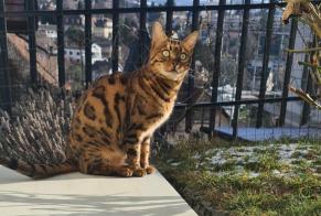 Alerta desaparecimento Gato  Macho , 10 anos Epalinges Switzerland