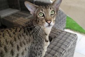 Alerta desaparecimento Gato  Macho , 6 anos Vétroz Switzerland