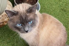 Alerta desaparecimento Gato  Macho , 3 anos Neuchâtel Switzerland