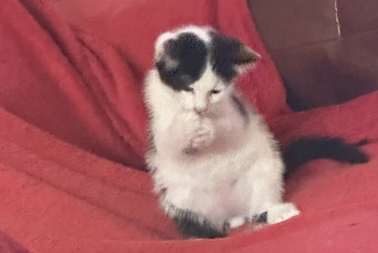 Alerta desaparecimento Gato Macho , 1 anos Le Grand-Saconnex Switzerland