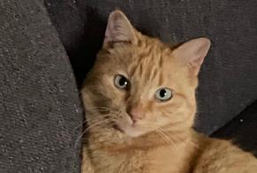 Alerta desaparecimento Gato Macho , 7 anos Estavayer Switzerland