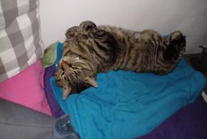 Alerta desaparecimento Gato  Macho , 10 anos Payerne Switzerland