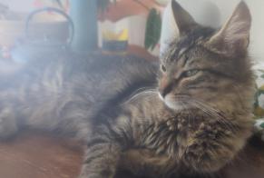 Alerta desaparecimento Gato  Fêmea , 1 anos Gibloux Switzerland