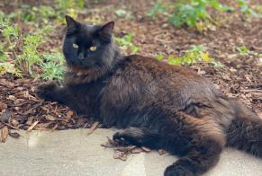 Alerta desaparecimento Gato  Fêmea , 2 anos Cortaillod Switzerland
