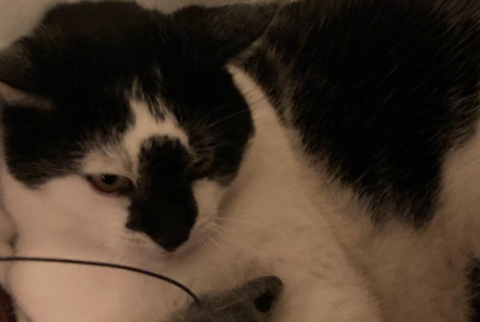 Alerta desaparecimento Gato Macho , 12 anos Romainmôtier-Envy Switzerland