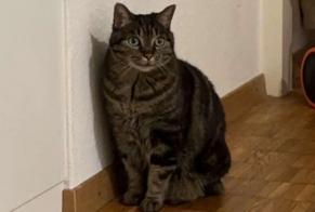 Alerta desaparecimento Gato Fêmea , 14 anos Crissier Switzerland