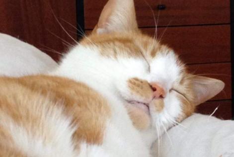 Vermisstmeldung Katze  Männliche , 16 jahre Fleury-Mérogis Frankreich