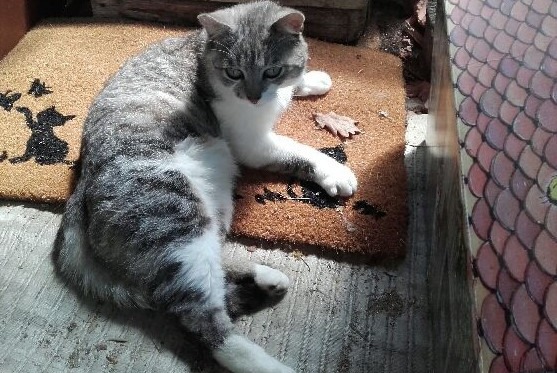 Vermisstmeldung Katze Männliche , 8 jahre Saint-Léonard-de-Noblat Frankreich