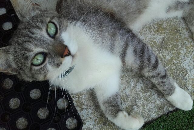 Vermisstmeldung Katze Männliche , 8 jahre Saint-Léonard-de-Noblat Frankreich