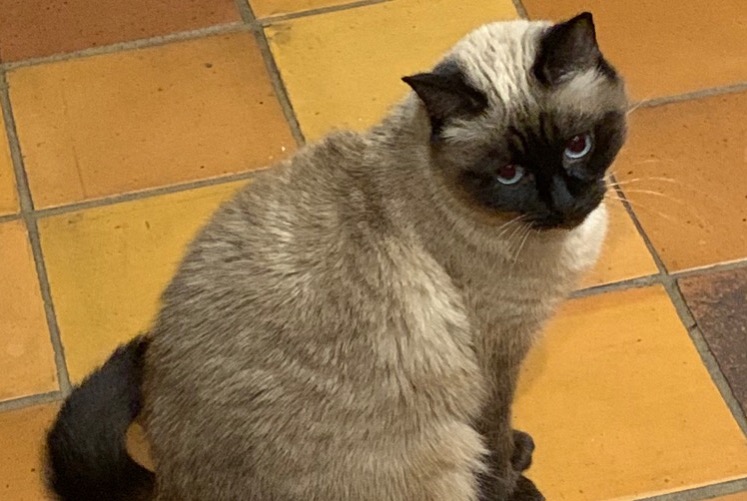 Vermisstmeldung Katze  Weiblich , 13 jahre Villeneuve-Saint-Denis Frankreich