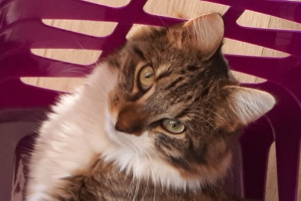 Vermisstmeldung Katze  Männliche , 6 jahre Montbazon Frankreich