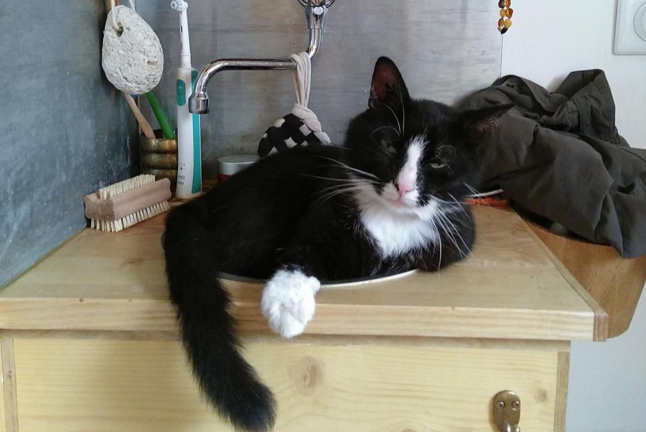 Vermisstmeldung Katze  Männliche , 10 jahre Valherbasse Frankreich