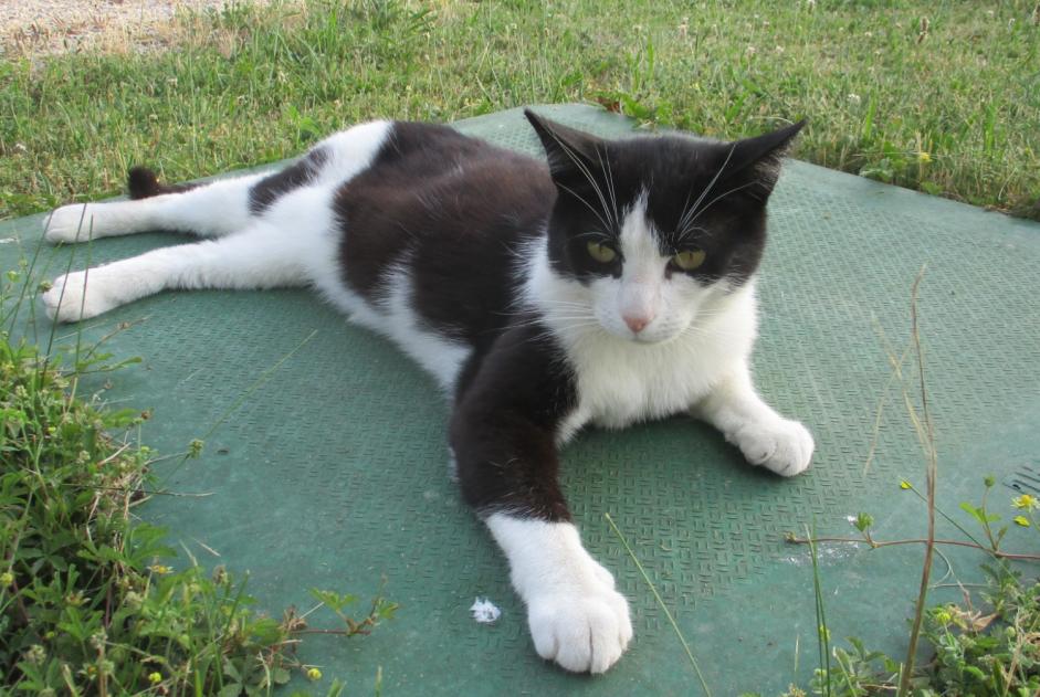 Vermisstmeldung Katze  Männliche , 8 jahre La Chapelle Frankreich