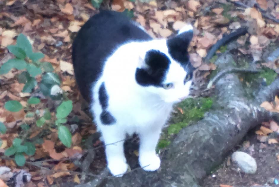 Vermisstmeldung Katze  Weiblich , 12 jahre Montaut-les-Créneaux Frankreich