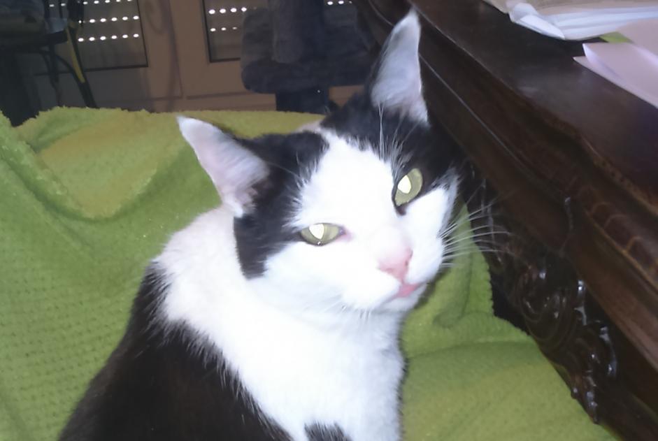 Vermisstmeldung Katze  Weiblich , 12 jahre Montaut-les-Créneaux Frankreich