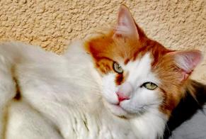 Vermisstmeldung Katze rassenmischung  Männliche , 6 jahre Chaville Frankreich