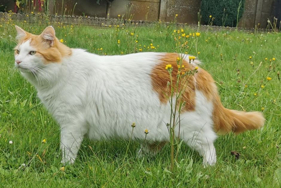 Vermisstmeldung Katze rassenmischung  Männliche , 6 jahre Chaville Frankreich