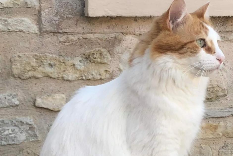 Vermisstmeldung Katze rassenmischung  Männliche , 6 jahre Chaville Frankreich