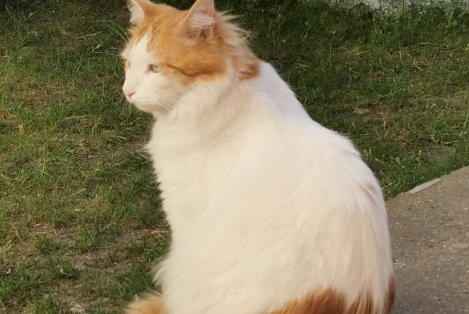 Vermisstmeldung Katze rassenmischung  Männliche , 6 jahre Chaville Frankreich