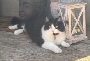 Vermisstmeldung Katze rassenmischung  Männliche , 4 jahre Trouy Frankreich
