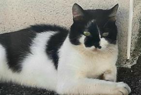 Vermisstmeldung Katze rassenmischung  Männliche , 3 jahre Toulouse Frankreich