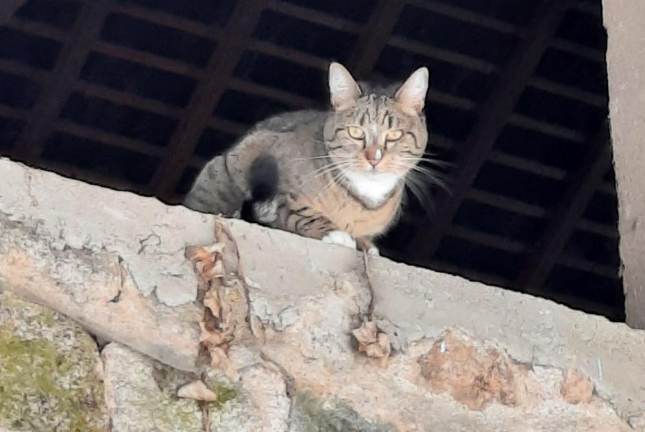 Vermisstmeldung Katze rassenmischung  Weiblich , 5 jahre Marigny-l'Église Frankreich