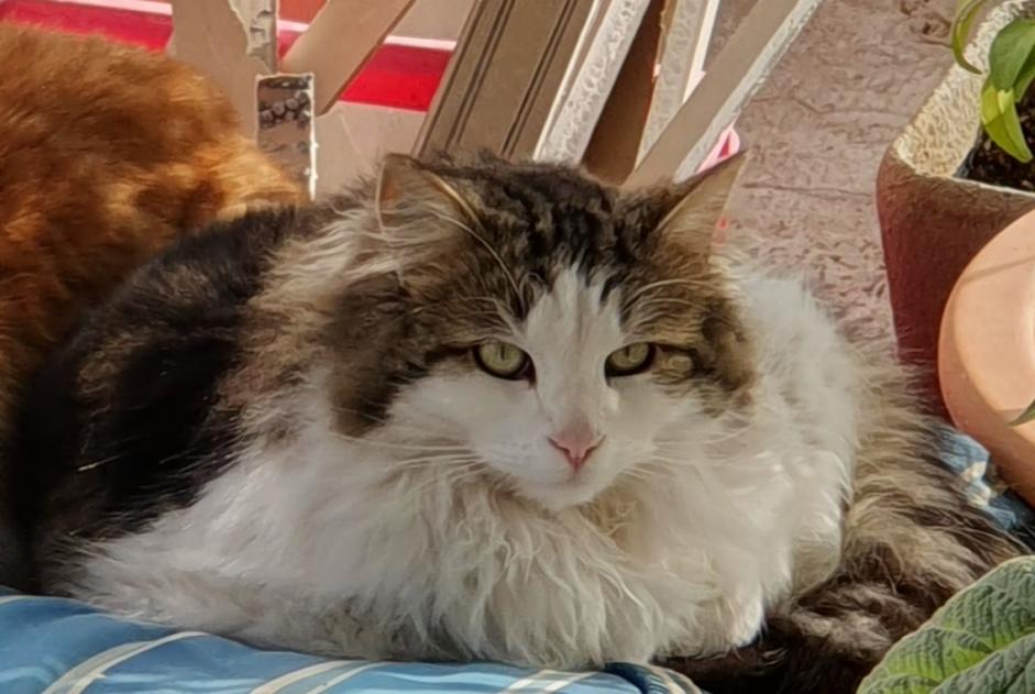 Vermisstmeldung Katze Männliche , 3 jahre Mouriès Frankreich