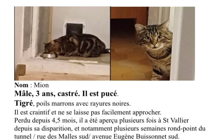 Vermisstmeldung Katze Männliche , 4 jahre Valence Frankreich