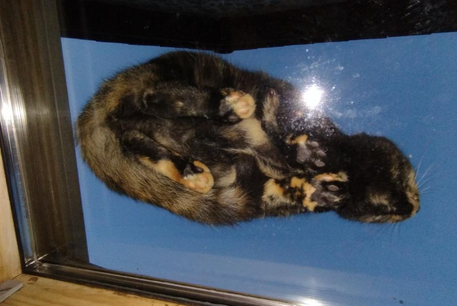 Vermisstmeldung Katze  Weiblich , 3 jahre Saint-Astier Frankreich
