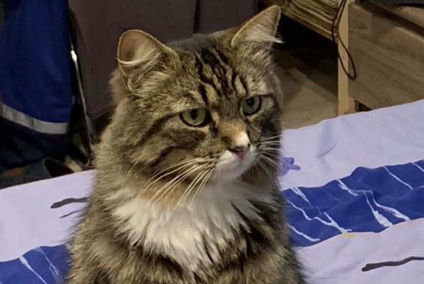 Vermisstmeldung Katze rassenmischung  Männliche , 8 jahre Lugrin Frankreich