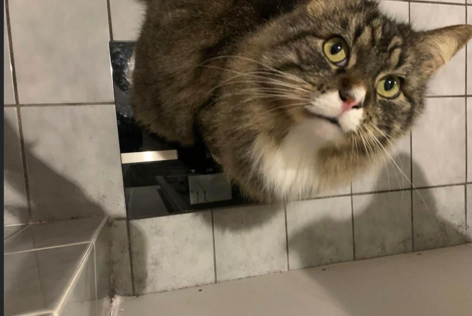Vermisstmeldung Katze rassenmischung  Männliche , 8 jahre Lugrin Frankreich