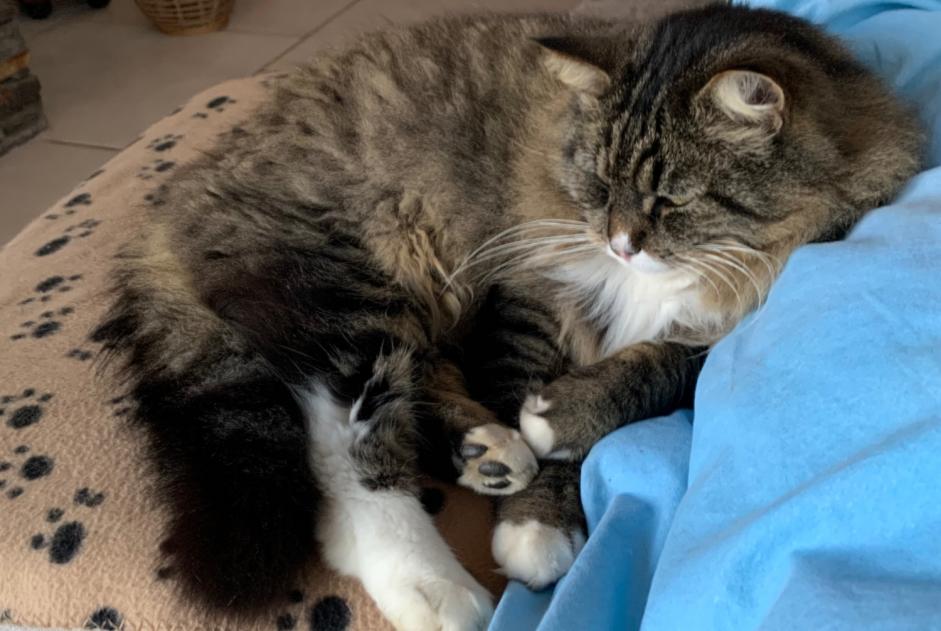Vermisstmeldung Katze rassenmischung  Männliche , 8 jahre Lugrin Frankreich