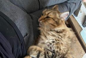 Vermisstmeldung Katze rassenmischung  Männliche , 6 jahre Capdenac-Gare Frankreich