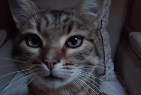 Vermisstmeldung Katze rassenmischung  Männliche , 6 jahre Dun-les-Places Frankreich
