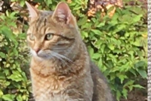 Vermisstmeldung Katze rassenmischung  Männliche , 6 jahre Dun-les-Places Frankreich